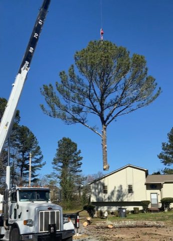 Life's Tree Doctor, LLC photo